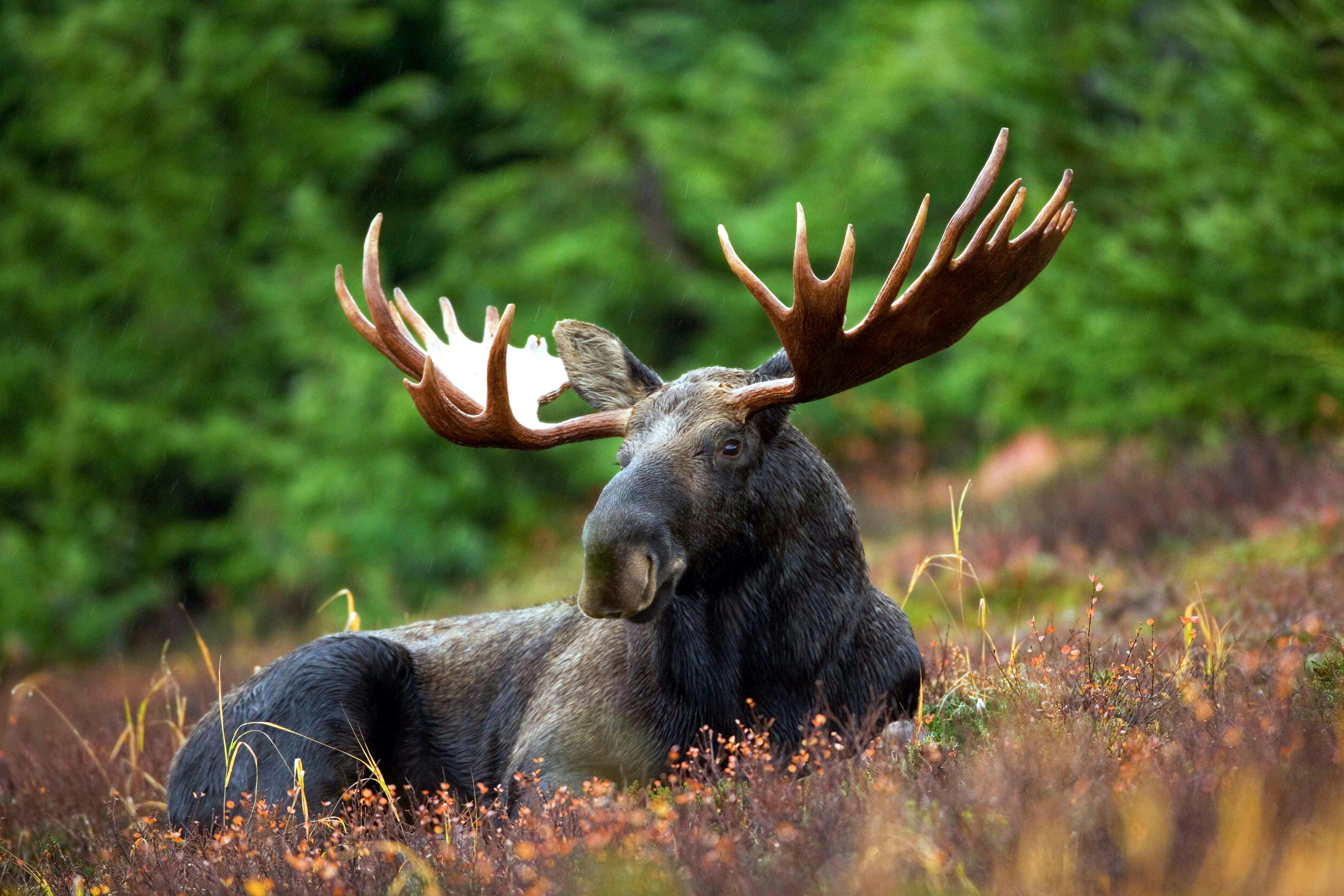 Where to See Moose in Maine: Tips for Spotting One in the Wild