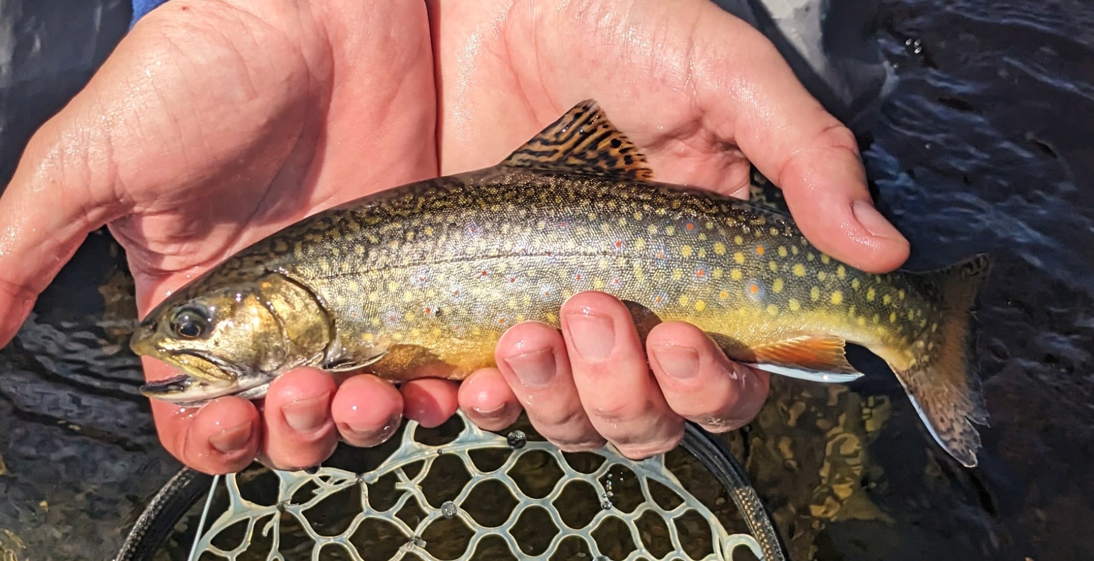 Brook trout held over a landing net in Maine after being caught during trout stocking season