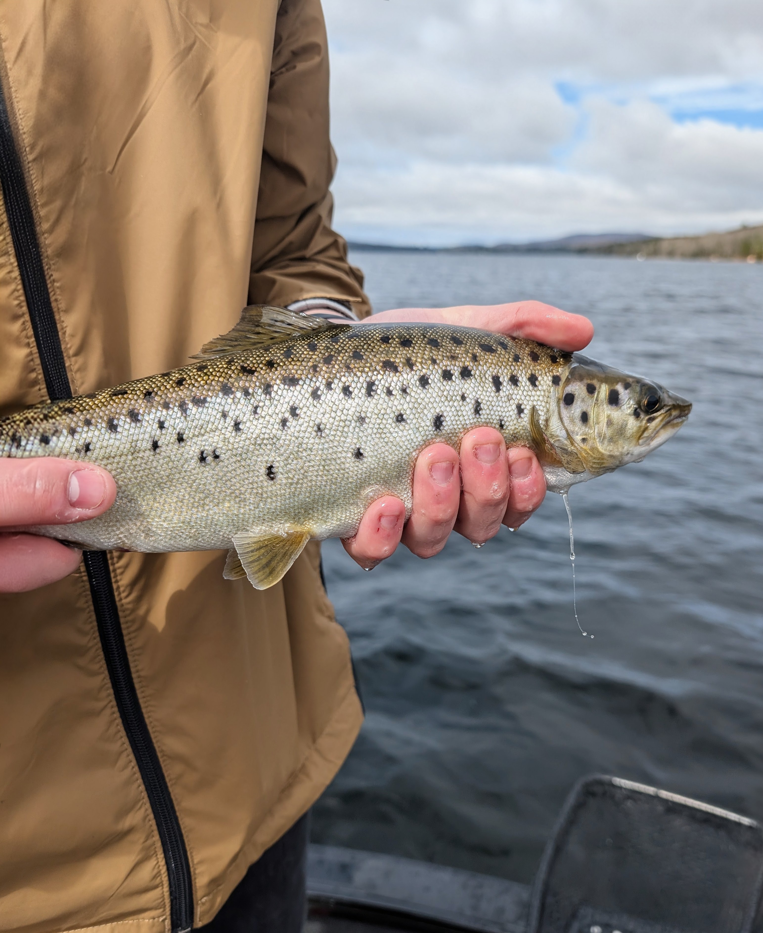 Landlocked Salmon caught on an early season fishing trip near Bar Harbor Maine