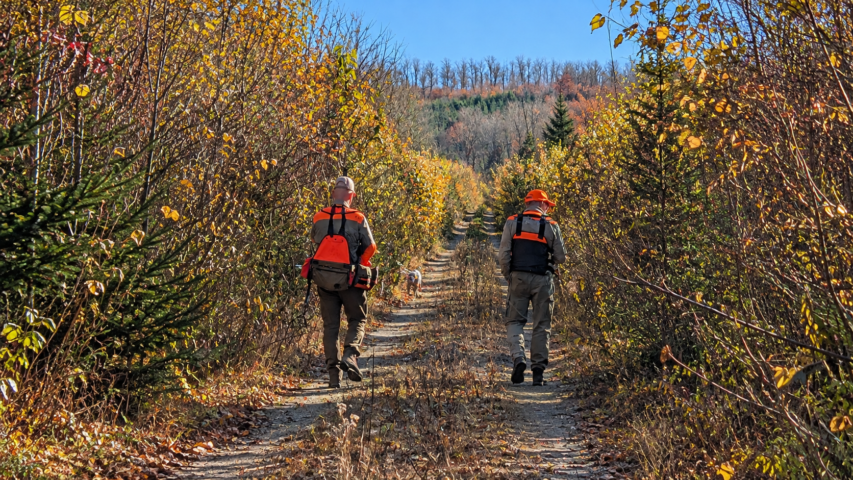 Upland Bird Hunting in Northern Maine: October 2026